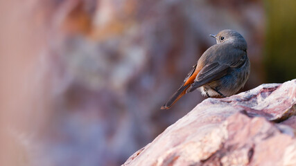 Colirrojo tizón de espaldas