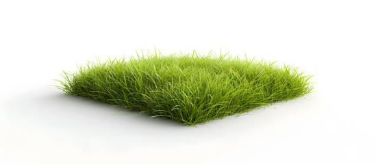Green fresh lawn grass, isolated in white background