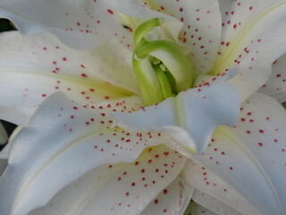 Zbliżenie na kwiat białej lilii