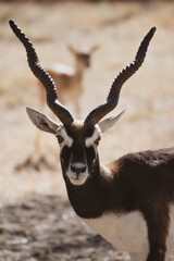 close up of an antelope