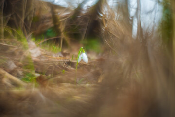 Abstract photography of nature. Photo with an old manual lens with the lens rotated. Spring flower snowdrop
