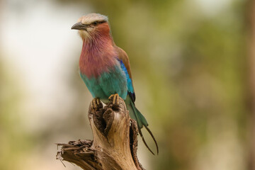 lilac breasted roller in front of a blurry background
