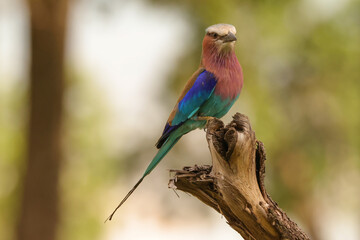 lilac breasted roller in front of a blurry background