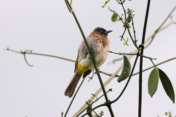 bulbul bird in Maasai Mara NP