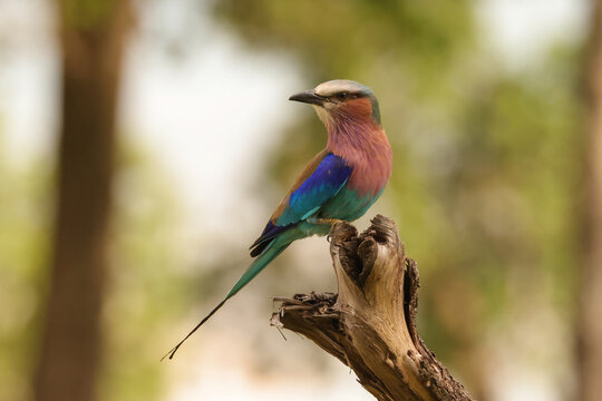 lilac breasted roller in front of a blurry background