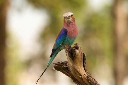 lilac breasted roller in front of a blurry background