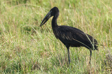 black stork in Maasai Mara NP