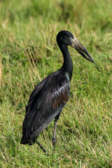 black stork in Maasai Mara NP