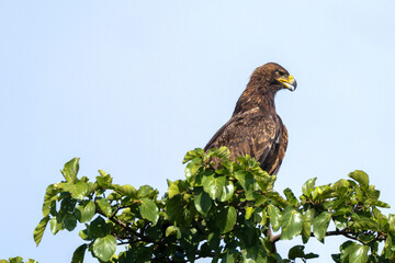 tawny eagle sits on the top of a tree in Maasai Mara NP