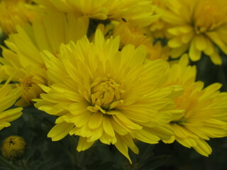 Zbliżenie na kwiat żółtej chryzantemy