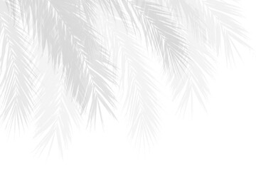 Realistic palm branches leaf shadow on white background. Shadow effect overlay from tropical plants