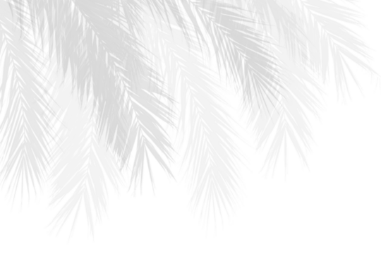 Realistic palm branches leaf shadow on white background. Shadow effect overlay from tropical plants