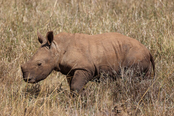 Fototapeta premium white rhino calf in the grasslands of Kenya
