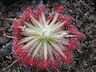Zbliżenie na czerwone rozety drosera aff. lanata © Kumulugma
