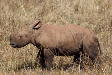 white rhino calf in the grasslands of Kenya