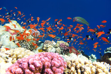 Many red fish. Red sea coral reef diving background. Underwater world scuba dive experience. Orange fish shoal colorful texture. Group of exotic fishes.
