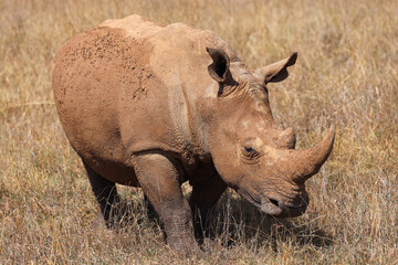 Obraz premium a white rhino in the nationalpark of Nairobi