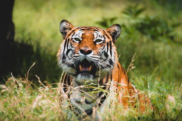 tiger in the grass