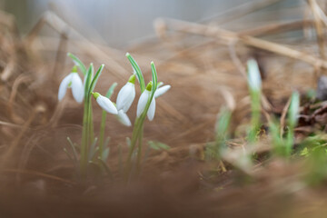Snowdrop - Galanthus nivalis first spring flower. White flower with green leaves.
