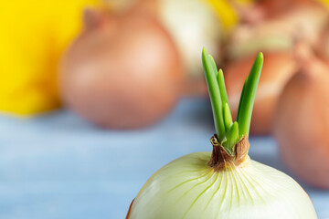 growing green onions at home. ecological product