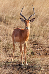 male impala in Nairobi NP