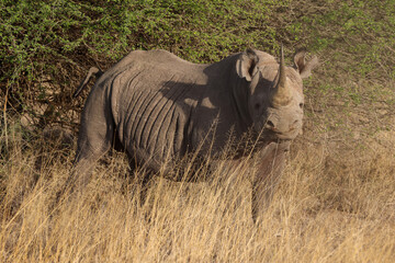 a black rhino in the bush of Nairobi NP