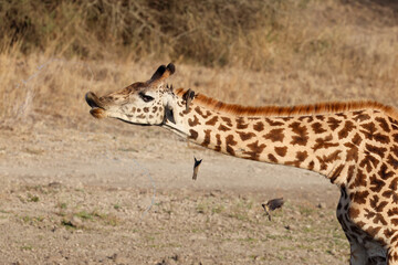 a giraffe drinks at a waterhole in Nairobi NP