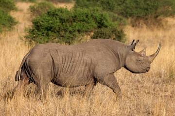 a black rhino in the bush of Nairobi NP
