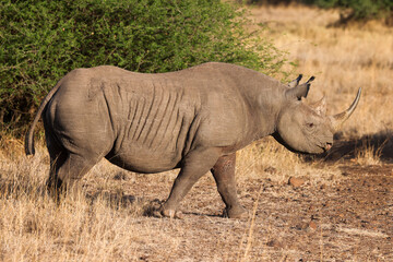 a black rhino in the bush of Nairobi NP