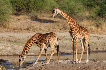 two giraffes at a waterhole in Nairobi NP - obrazy, fototapety, plakaty