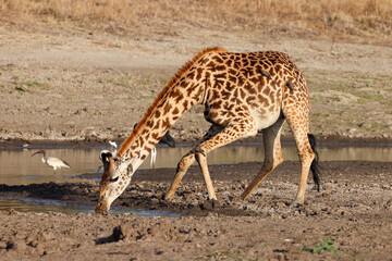 a giraffe drinks at a waterhole in Nairobi NP