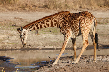 Naklejka na ściany i meble a giraffe drinks at a waterhole in Nairobi NP