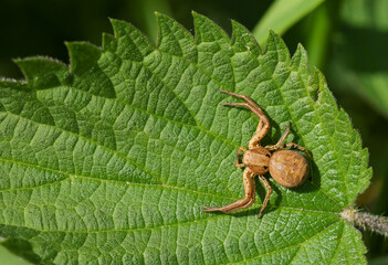 a lurking brown crab spider on a green nettle leaf