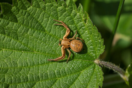 a lurking brown crab spider on a green nettle leaf