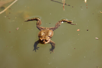 swiming toad in greenish water