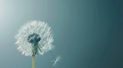 Foto op Canvas Generative AI : dandelion plant with seeds isolated on blue © The Little Hut