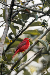 summer tanager bird in tree