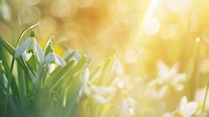 Generative AI : first spring flowers, snowdrops in garden, sunlight