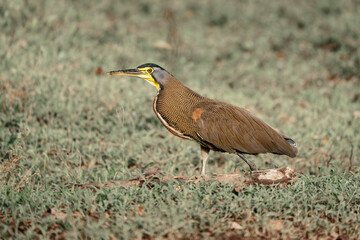 Tiger heron walking in a field of grass