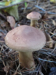 Zbliżenie na kapelusz leśnego grzyba