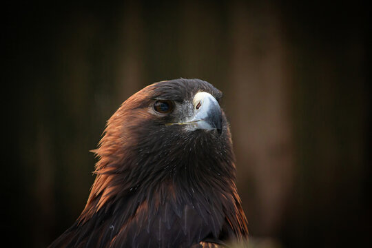 birds of prey golden eagle