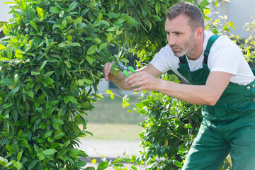 man standing in the garden pruning a shrub - obrazy, fototapety, plakaty