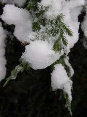 Zbliżenie na gałązki jałowca pokryte śniegiem