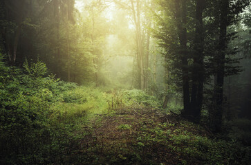 Obraz premium morning in the woods, green forest in magical sun light