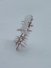 Zbliżenie na gałązkę niewielkiej rośliny wystającą spod śniegu - obrazy, fototapety, plakaty