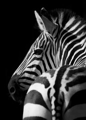 zebra close up © gustavoisaac