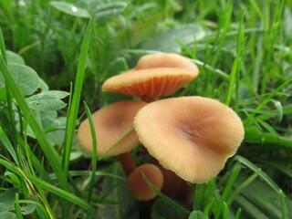 Zbliżenie na kapelusz leśnego grzyba © Kumulugma