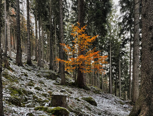 Nadelwald im ersten Schnee mit einem herbstlich bunten Laubbaum