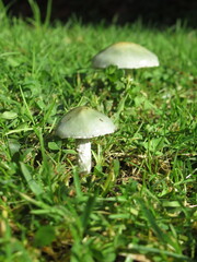 Zbliżenie na niewielkiego zielonego grzyba