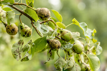 Pear fruits affected by apple scab Venturia inaequalis. Problems with the garden